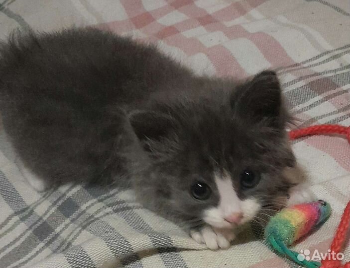 Котенок мальчик 4 недели