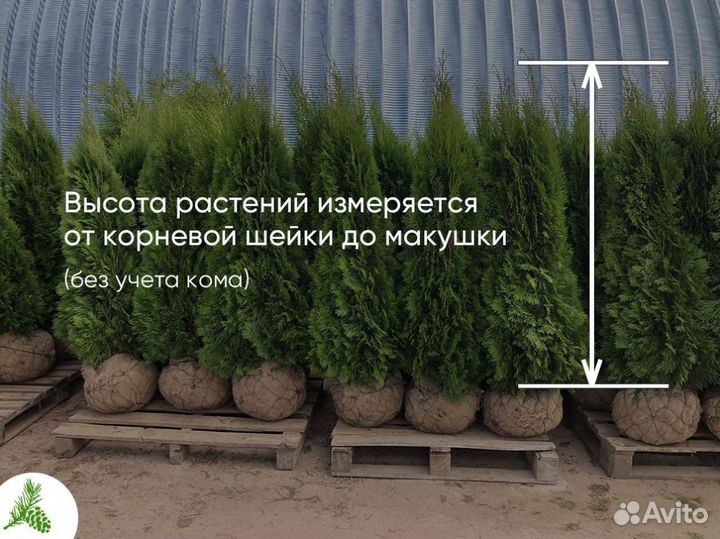 Туя Смарагд в ассортименте