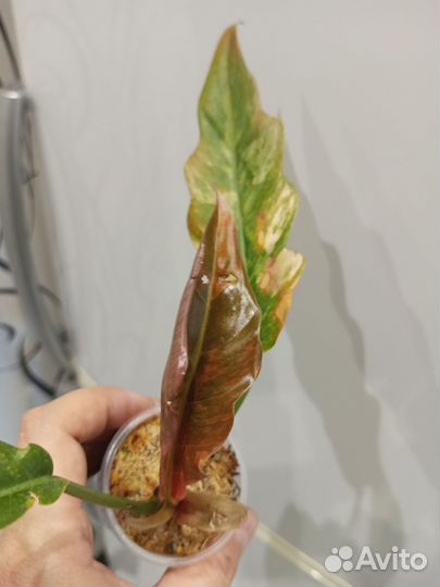 Филодендрон карамель марбл вар