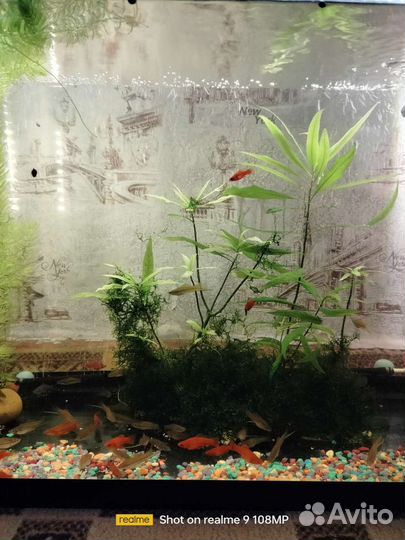 Аквариумные рыбки