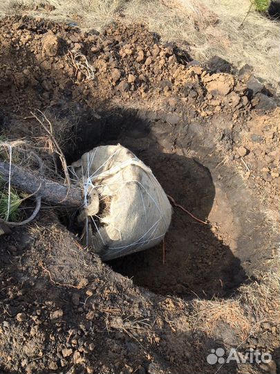 Сосна крупномер зкс