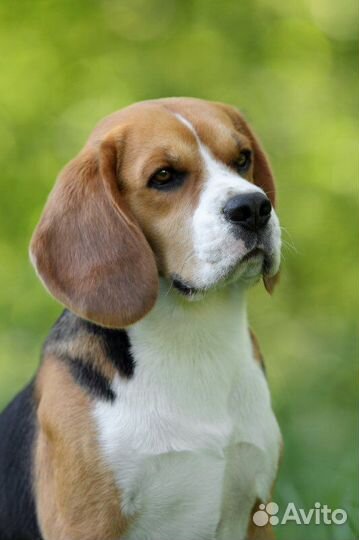 Кобель бигль для вязки