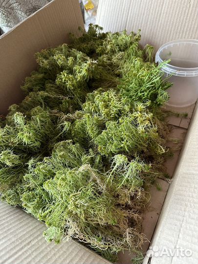 Мох сфагнум живой свежий
