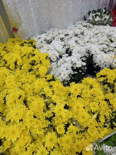 Хризантема кустовые