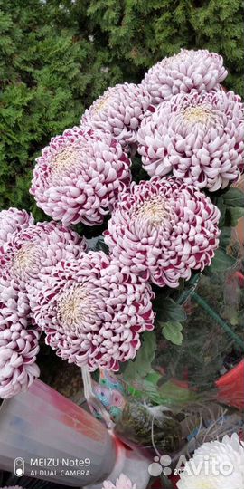 Рассада и лом хризантемы кустовая и одноголовая