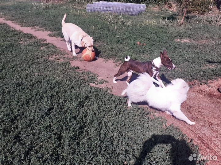 Зоогостиница (передержка) для собак