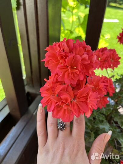 Сортовые пеларгонии