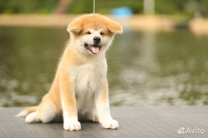 Мальчик акита