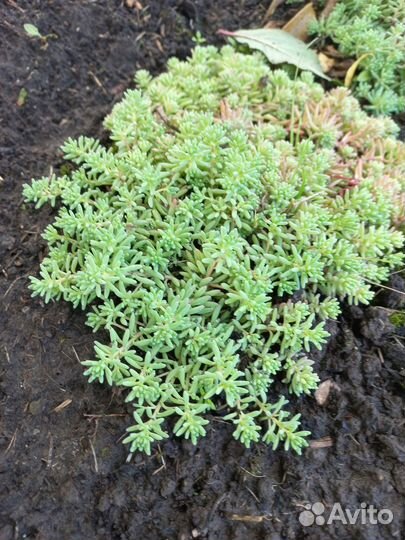 Многолетние садовые цветы