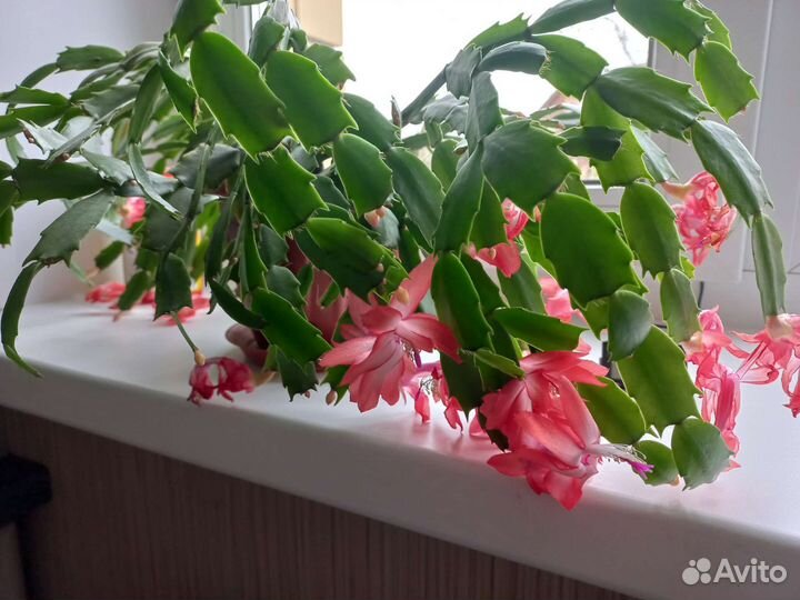 Декабрист, фикус каучконосный,крассула