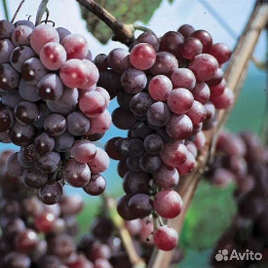 Виноград. Саженцы