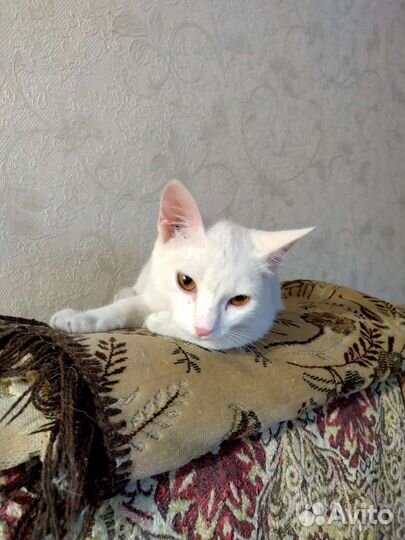 Кот, 8-10 месяцев