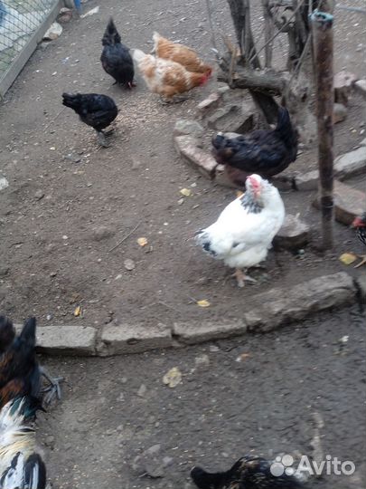 Куры молодки