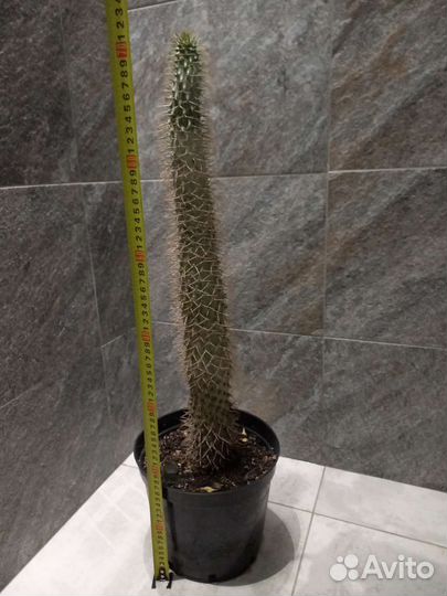 Похиподиум. Крупные растения для дома и офиса