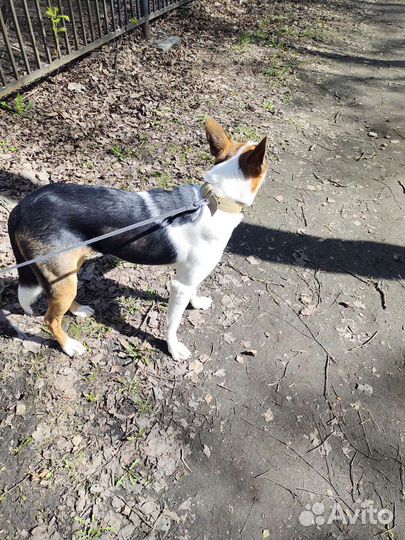 Классный парень среднего размера в добрые ручки