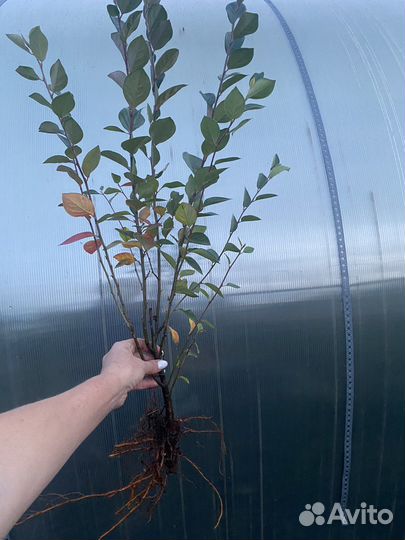 Кизильник блестящий