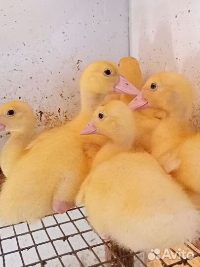 Утята, индюшата