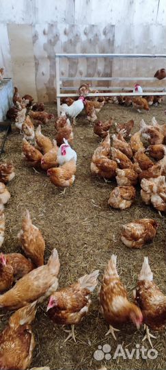 Домашние куриные яйца