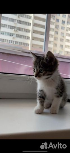 Европейская