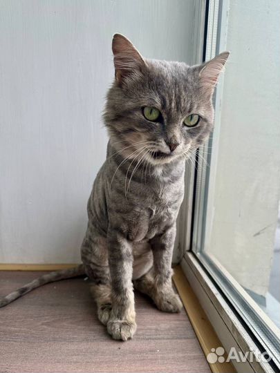 Ласковый кот в поисках дома