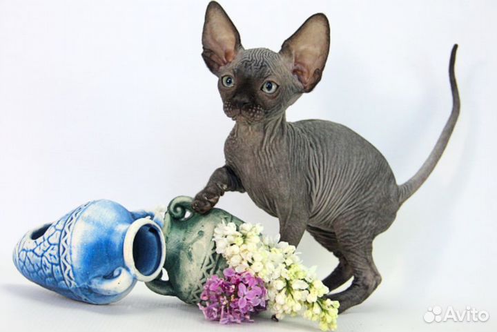 Ганди - замурчательного всем настроения :)