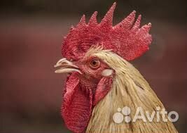 Продам петуха