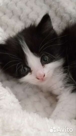 Котенок в дар бесплатно