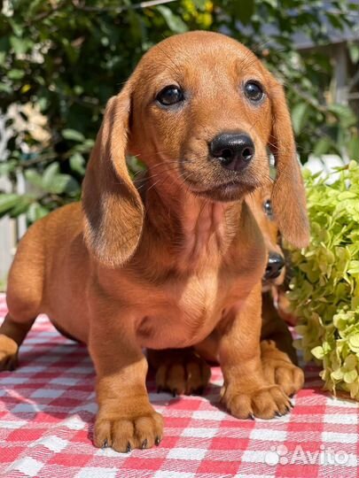 Кроличья такса