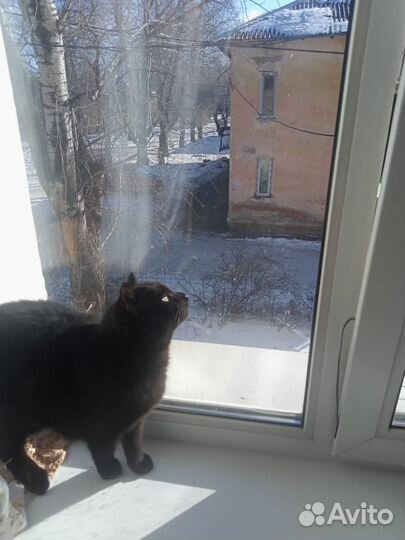 Кошка умница