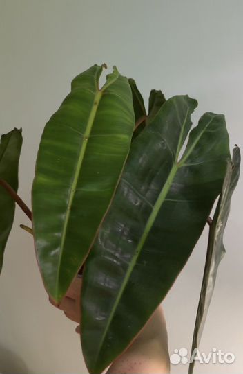 Филодендроны биллитау оранжевые ножки
