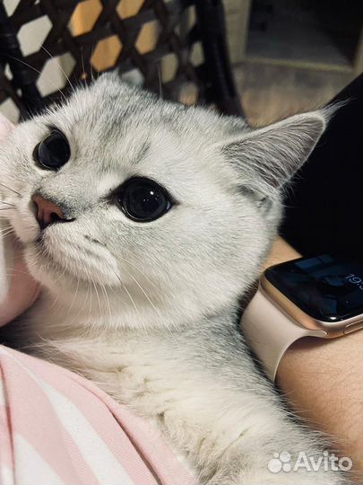Кот на вязку