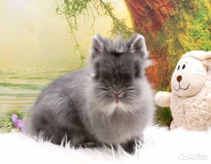 Самый Большой Выбор Карликовых Кроликов