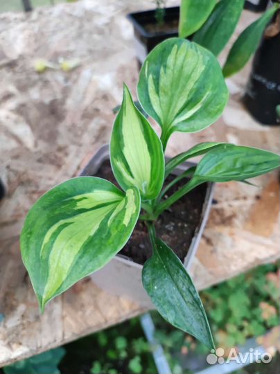 Многолетники