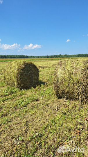 Сено в брикетах