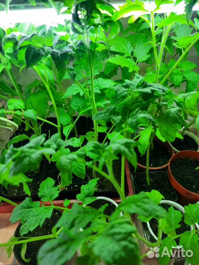 Продажа рассады овощных культур, различных цветов