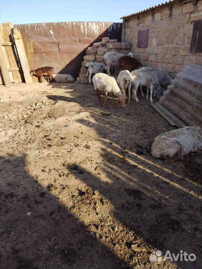 Овцы с ягнятами 11.взрослых.10.ягнят. Цена 210 тыс