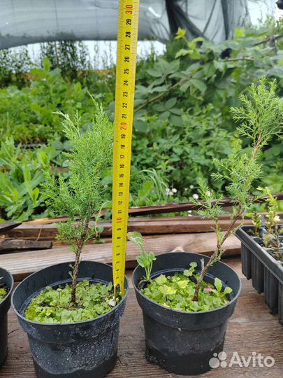 Туя, можжевельник