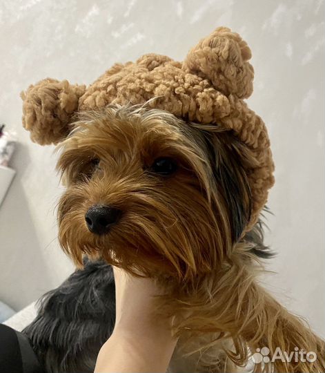 Одежда для собак мелких и средних пород