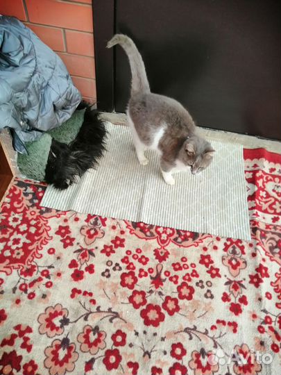 Кошечка ищет дом