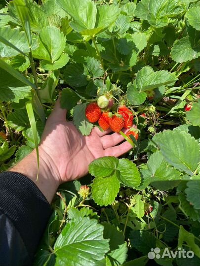 Клубника садовая 3 сорта