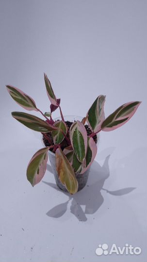 Строманта триколор