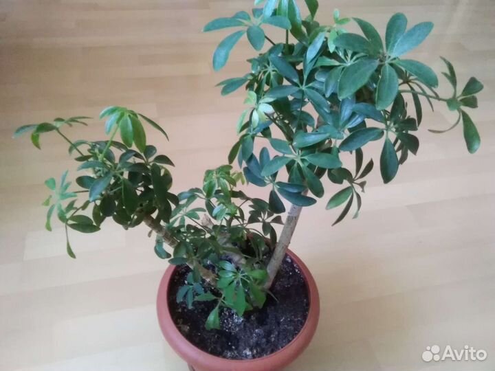 Шефлера, антуриум, фикусы