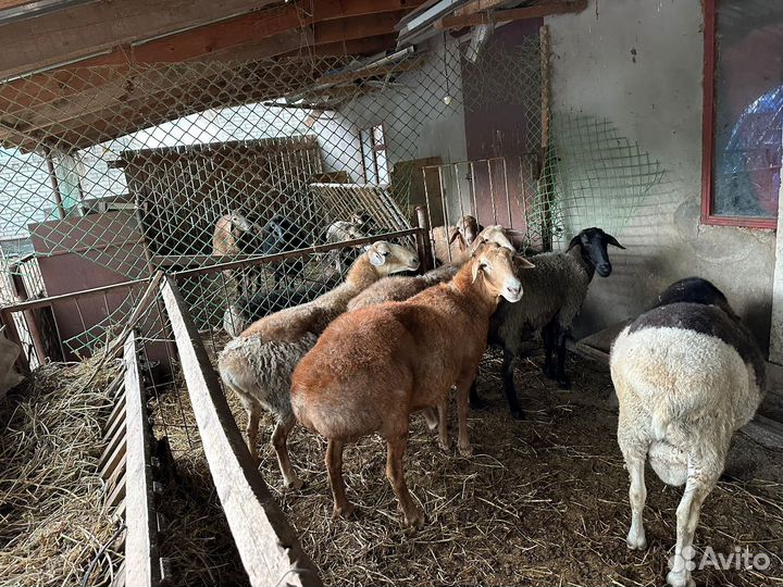 Овцы бараны
