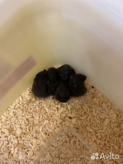 Сирийский хомяк малыш