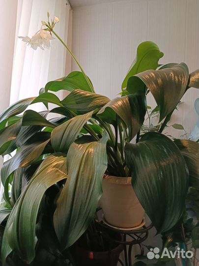 Комнатное растение