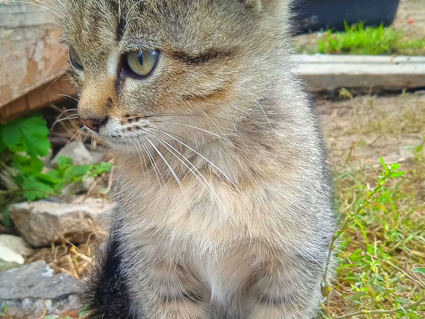 Котенок серенький тигренок в добрые руки