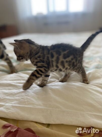 Бенгальский котенок