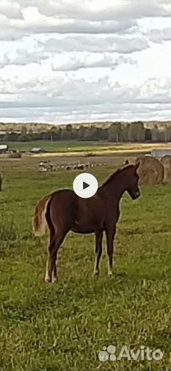 Кобылы и Жеребчик