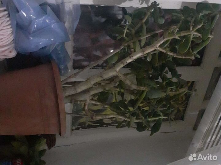 Денежное дерево толстянка