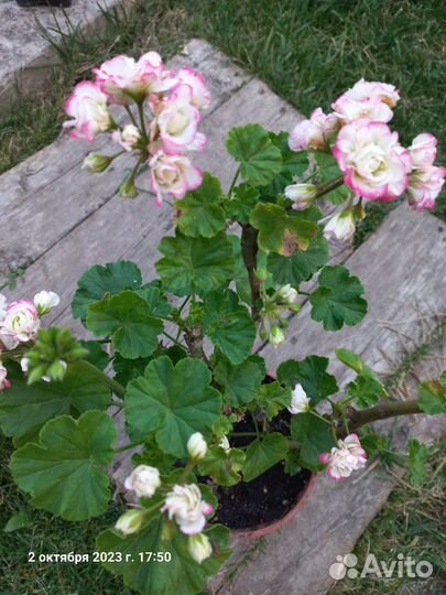 Герань пеларгония розебудная